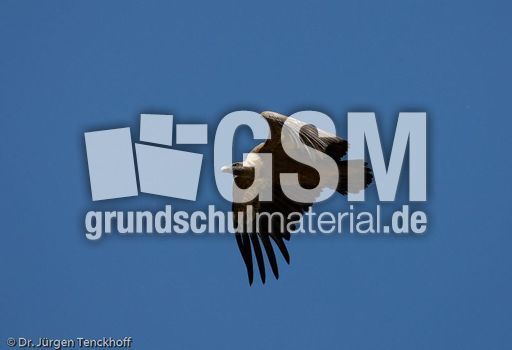 Mönchsgeier (5 von 9).jpg